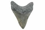Fossil Megalodon Tooth - North Carolina #370216-1